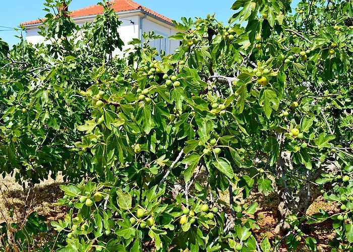 Andelka Appartamento